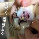猫様が突然の歯周病＆口内炎