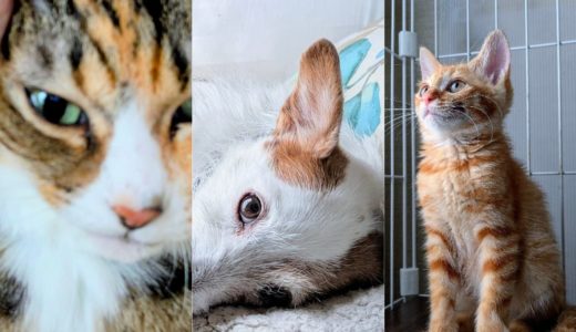 「そら豆さん家の日常」再開